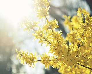 Sunlight makes these blooms even brighter. Photo sent in by Monica Smith.