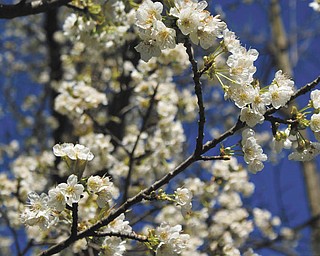 In 1976, Laurie Fox of Lowellville and her husband bought 2 acres of property in Poland Township on which to build their home. One of the trees they didn’t cut down was a small wild cherry tree. Laurie says it has blossomed and produced cherries every year and was exceptionally early this year, having blossomed in March.