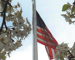 Here's the American flag between blossoms at Boardman Library. The photo was taken at dusk in March by Doxie Damico of Youngstown.