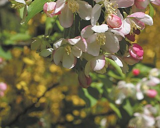 Here are early blossoms on a flowering tree in the yard of Laurie Fox of Lowellville. In the background, forsythia blooms.