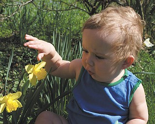 Ben Gaither, 1-year-old grandson of Laurie Fox of Lowellville, enjoys the daffodils at his grandparents’ house. Ben’s parents are Becky and Bill Gaither of Austintown. Photo sent in by Laurie Fox.