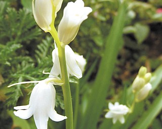 Rachell Joy sent in this photo she took of an early bloom that showed up in her herb garden this year. She said she thought it was too beautiful not to share.