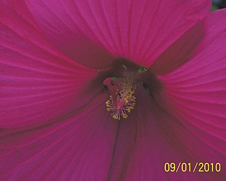 Here's a red hibiscus flower, which grew on a bush of white hibiscus flowers in the garden of Judith Ferrett of Hubbard, who sent in the photo.