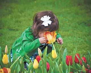 Sometimes, you just have to stop and smell the tulips at Fellows Riverside Garden in Mill Creek Park. Chrissy Cvetkovic of Canfield sent in this photo of little Reagan doing just that.