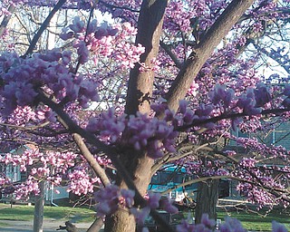 Luanne Blake of Salem says this photo of pink blossoms just "screams spring!"