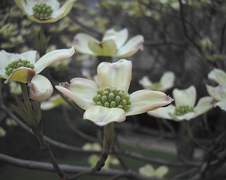 Sister Kathleen McCarragher, OSU, sent this spring photo taken at the newly named Saint Angela Merici Parish on Youngstown's East Side.