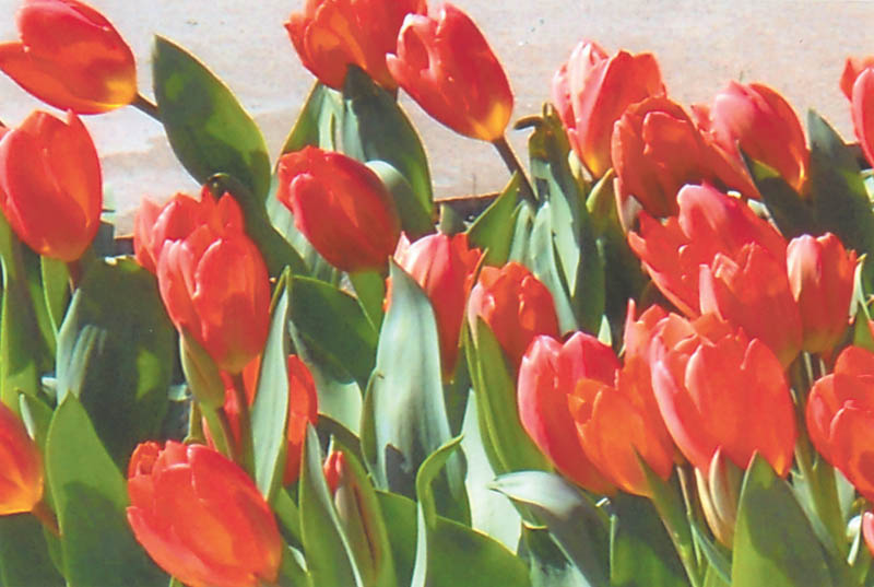 Photo detail