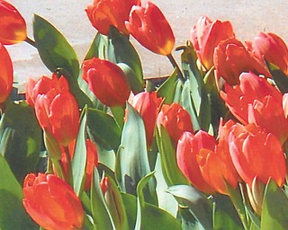 Doxie Damico of Youngstown sent in this photo of tulips in bloom at Fellows Riverside Gardens in Mill Creek Park in Youngstown.