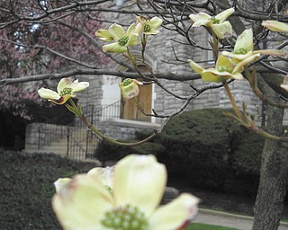Sister Kathleen McCarragher, OSU, sent this spring photo taken at the newly named Saint Angela Merici Parish on Youngstown's East Side.