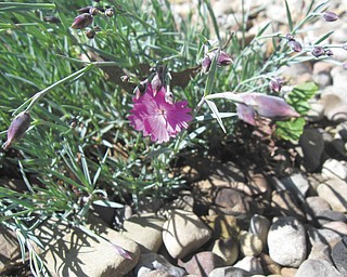 Brenda Puntel of Austintown sent in this photo of some of her early spring blooms.