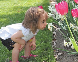 Sophia Sicilia Testa, 16 months, is smelling the flowers at Mill Creek Park's flower garden while on a family outing. She is the daughter Angela & Michael Testa of Boardman. Photo was taken by her nanny, Brittany Schiffhauer.