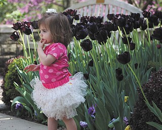 Sophia Sicilia Testa, 16 months, is surrounded by the purple tulips in the flower garden at Mill Creek Park. She is the daughter Angela & Michael Testa of Boardman. Photo was taken by her nanny, Brittany Schiffhauer.
