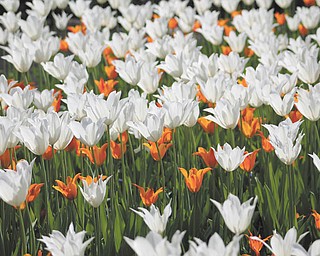 Brittany Schiffauer sent this picture of the gorgeous flowers at Fellows Riverside Gardens.