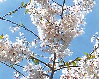 More blossoms in Mill Creek Park's Fellows Riverside Gardens, as seen by Doxie Damico of Youngstown.