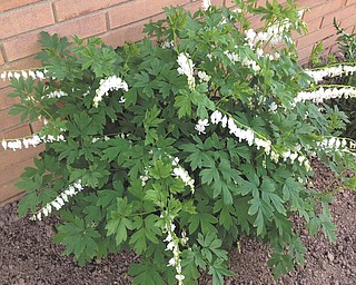 Cathy Hinderliter of Canfield submitted this picture of bleeding hearts.