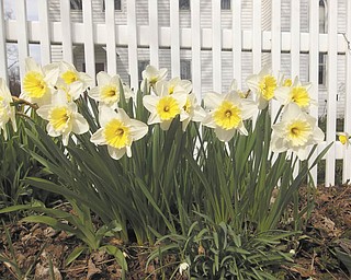 Sent by Sherri Bartholomew of New Wilmington, Pa.