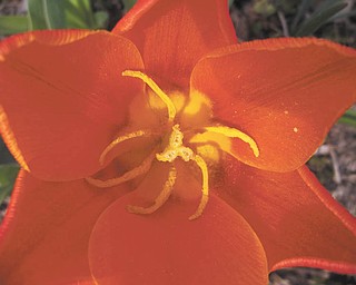 Sent by Sherri Bartholomew of New Wilmington, Pa.