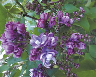 Sent by Sherri Bartholomew of New Wilmington, Pa.