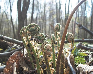 Sent by Sherri Bartholomew of New Wilmington, Pa.