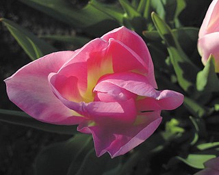 Received from by Billy Ray.