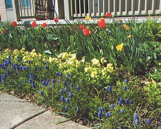 Irene Scullen of New Middletown submitted this photo taken on Holy Saturday, April 7. The bulb and perennial garden in front of her porch boasts tulips, daffodils, yellow primroses and grape hyacinths in bloom.