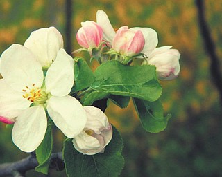 Submitted by Kailey Love of Canfield.