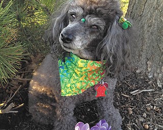 Submitted by Diane Theis of Boardman.