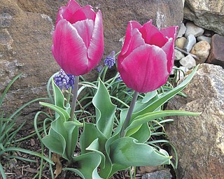 Submitted by Diane Theis of Boardman.