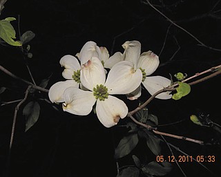 Submitted by Ronald Biroschak.