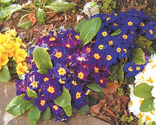 Primroses show off their vibrant colors. Photo sent in by Marilyn King of Newton Falls.
