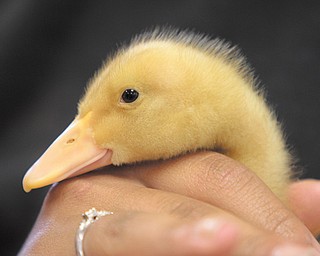 Waffle, a duckling hatched in the biotechnology class at Choffin Career and Technical Center, takes in his
surroundings from his perch in a student’s hand.