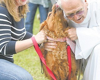 Father John Wigle, retired associate pastor of St. James Episcopal Church in Boardman, blesses Brandy,
Canfield resident Gretchen Carlson’s dog, during the pet blessing Sunday at the church. Sunday was Rogation Sunday, a traditional time to give thanks for God’s creations.