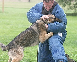 Cairo, the Austintown department’s new police dog, attacks Shallow Creek Kennel employee Martin Kreeft on command.