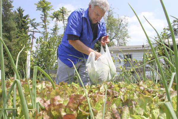 William D Lewis TheVindicator  Longtime Youngstown barber Cosmo Pecchia has a garden behind his shop where he is shown picking lettuce.