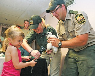 Katie Byers, 4, of North Jackson helps Jennifer Norris, Ohio Department of Natural Resources research biologist, and Dan Wright, fish-management technician, band one of the four peregrine falcon chicks that live in a nest atop the Millennium Building in downtown Youngstown.