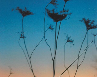 Fields at sunset in Canfield, as seen by Lana Vanauker of Canfield.