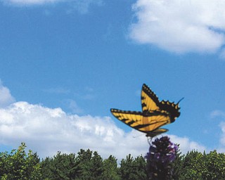 A butterfly perches on a flower in the front yard of Olga Ziobert's North Jackson home.