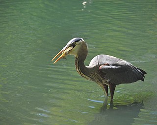Here's a great blue heron having dinner at the Lily Pond in Mill Creek Park. Photo sent in by Nancy Wilkens of Hubbard.