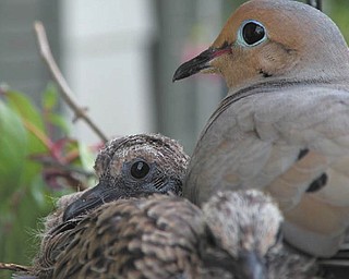 A close-up look at some feathered friends. Photo sent in by Roberta Cencer of Poland.