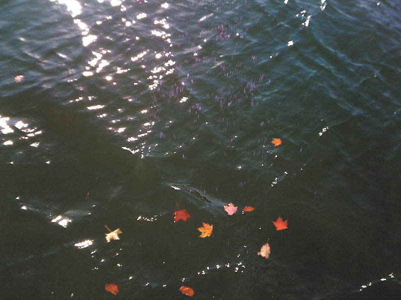 These fall leaves in the water at West Branch Reservoir were shot by Jennifer McNair.