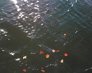 These fall leaves in the water at West Branch Reservoir were shot by Jennifer McNair.