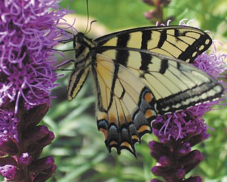 Emilia Clune of Hermitage said, "I noticed a very big, beautiful butterfly hanging around my flowers ... she didn't seem to mind 'posing' for a picture."