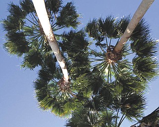 Looking up at beautiful palm trees against the backdrop of a blue sky in Orlando, Fla. Photo sent in by Diane Theis of Boardman.