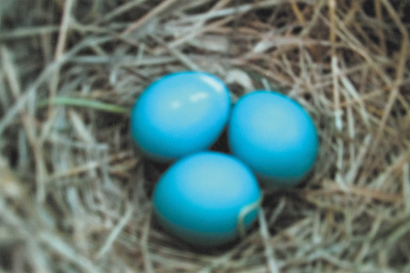 Photo detail