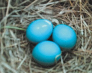 A trio of bright blue eggs, still in the nest. Photo submitted by Meg and Jim Creighton.