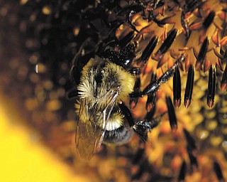 This close-up photo of a bumblebee was submitted by Ken Johnson.