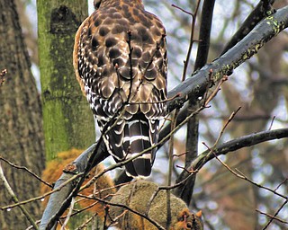 Annette McCarthy, who sent in this photo, calls it "Predator and Prey." It was taken in her back yard in Youngstown.