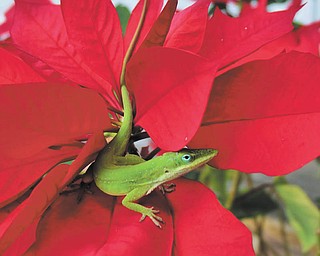 Annette McCarthy of Youngstown sent in this photo of a green lizard popping out of the center of a bright red poinsettia in Babson Park, Fla.