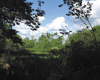 Here is a photo of part of the Mill Creek Experimental Farm on Leffingwell Road. Photo by Billy Ray of Canfield.