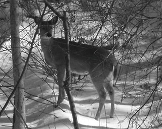 Nancy Bigley of Austintown calls this photo "Momma-Doe." She said this was taken in her back yard and there were smaller deer close to their mother.